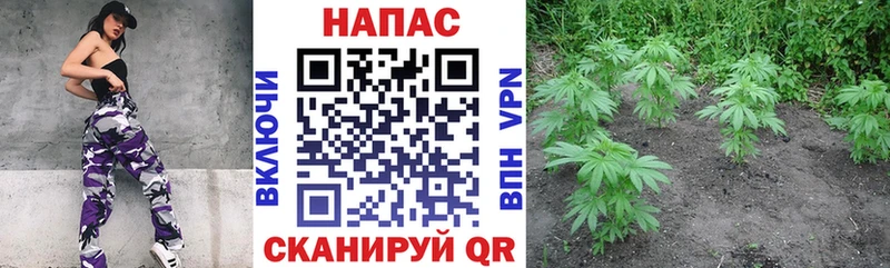 Купить закладки  Питкяранта  Марихуана план 
